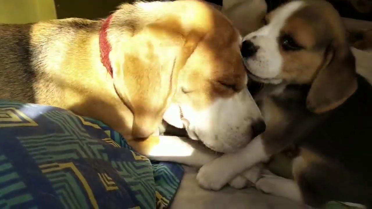 Cutest Beagle puppy ! play with mom and dad...