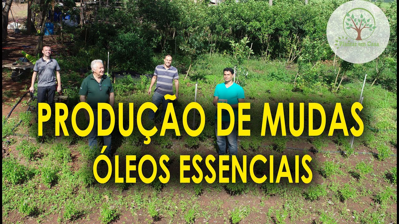Produção de Ervas para Óleos Essenciais Dicas e Cuidados