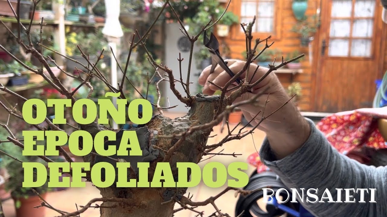 🍁Defoliado de Otoño de bonsai ARCE BUERGERIANUM 🍂