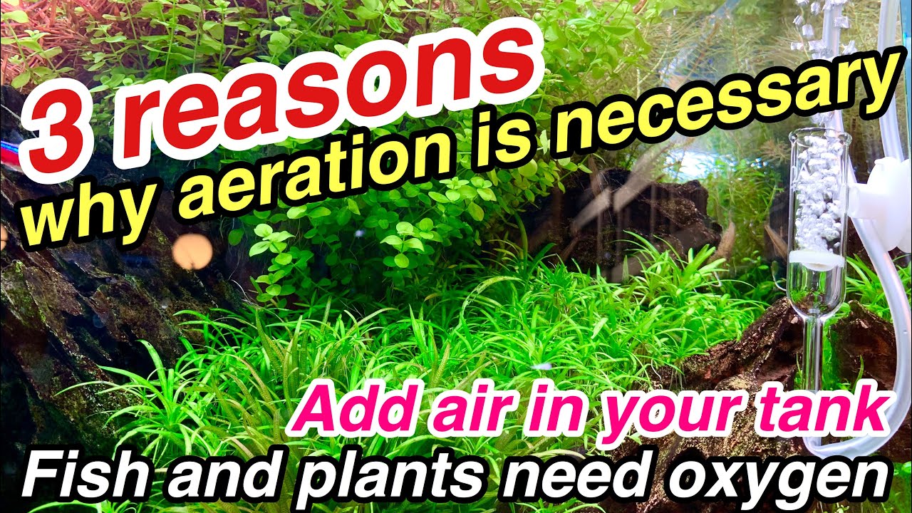 3 Reasons Why Aeration is Necessary in your Planted Aquarium ~ Fishes and Aquatic Plants need Oxygen