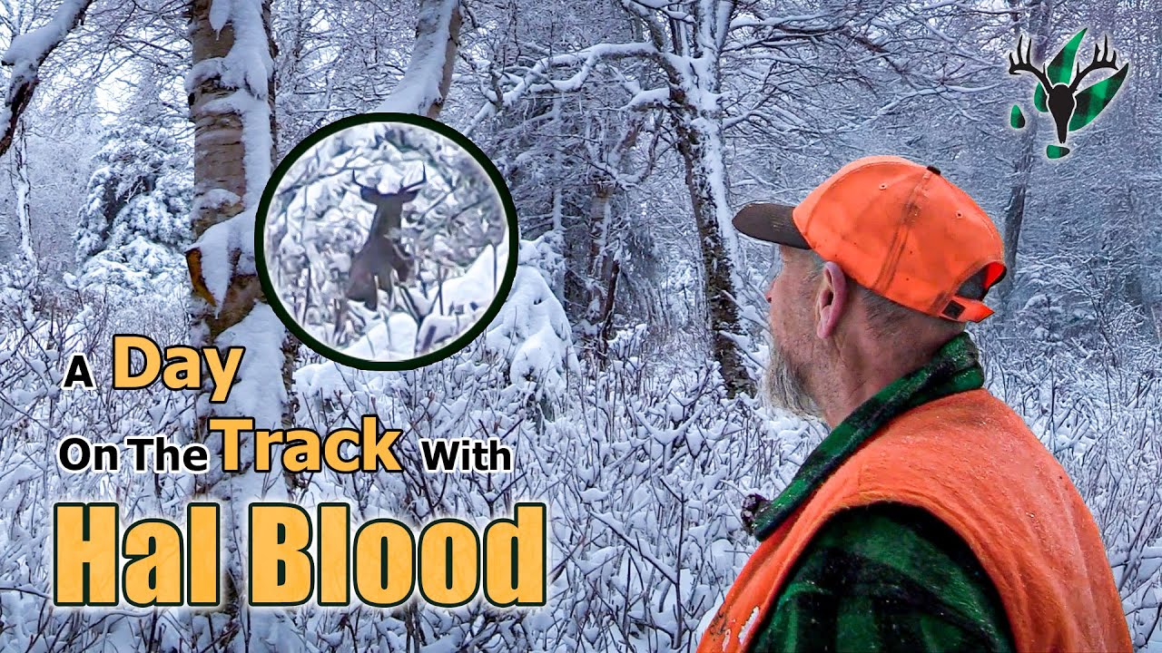 Hal Blood lets a good buck walk - A Day on the Track