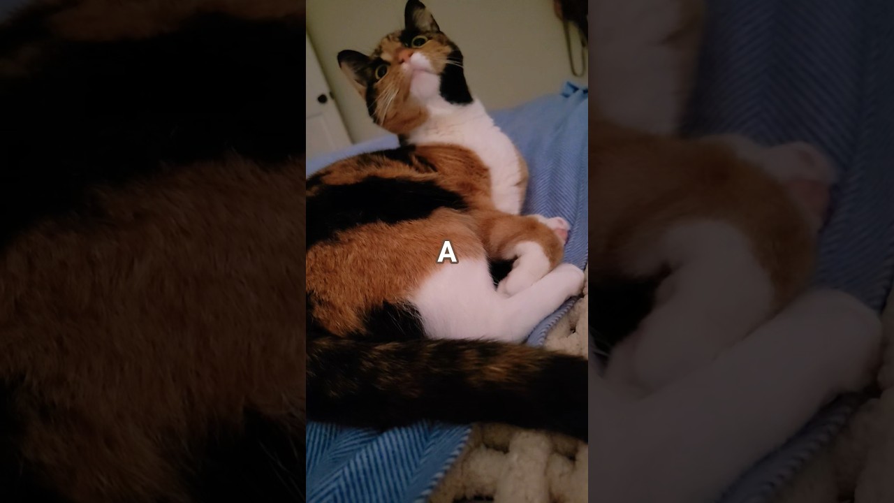 Run for life🏃&zwj;♂️ #trending #funny #ytshorts #trendingshorts #fyp #memes #cute #cat #coconico