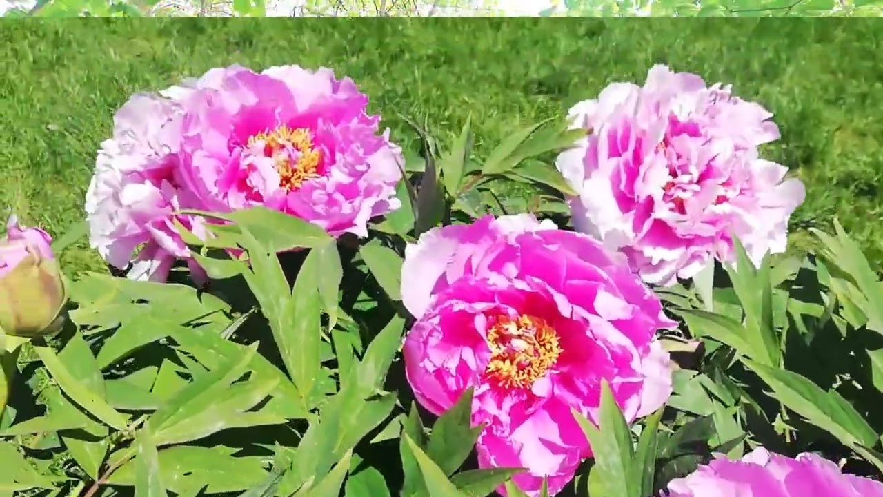 A&ntilde;orando. Chacarera de Mario Arnedo Gallo