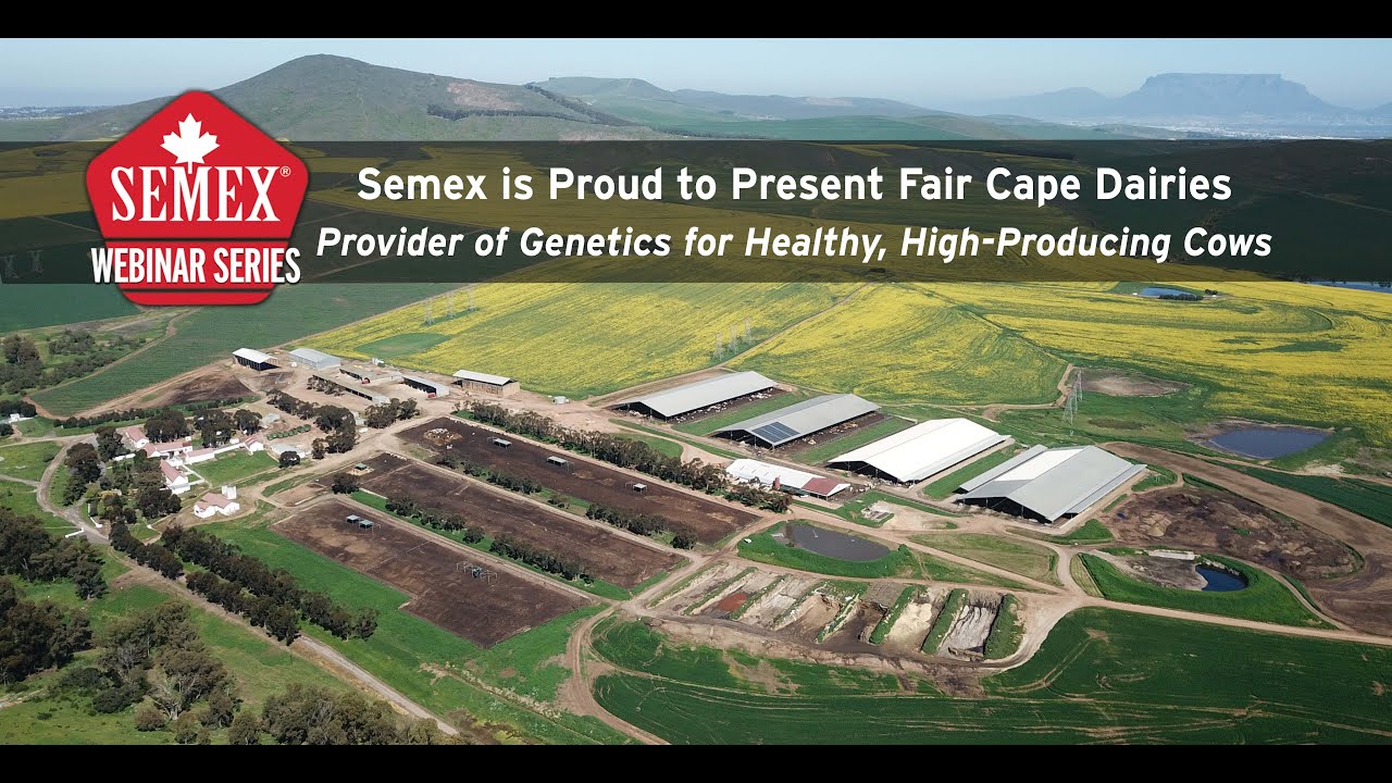 Fair Cape Dairies - Doing the Right Thing with Semex
