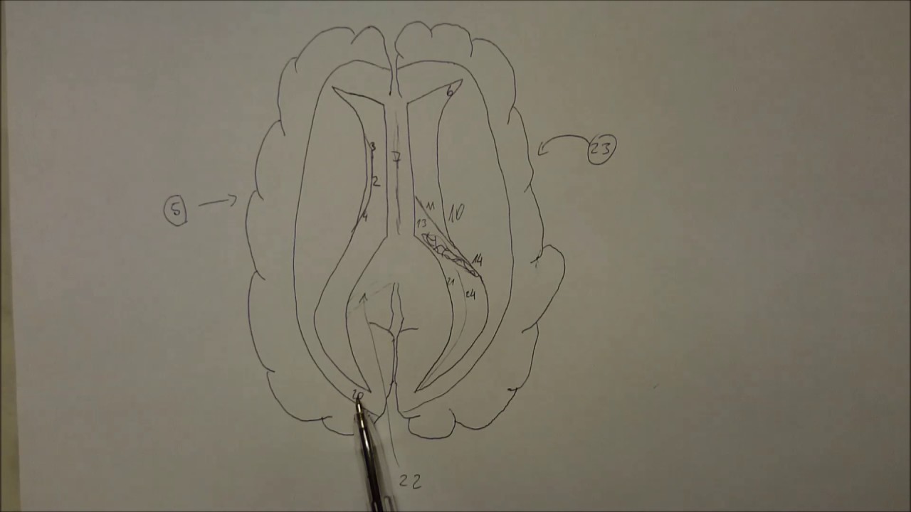 Anatomia - OUN - Komora boczna