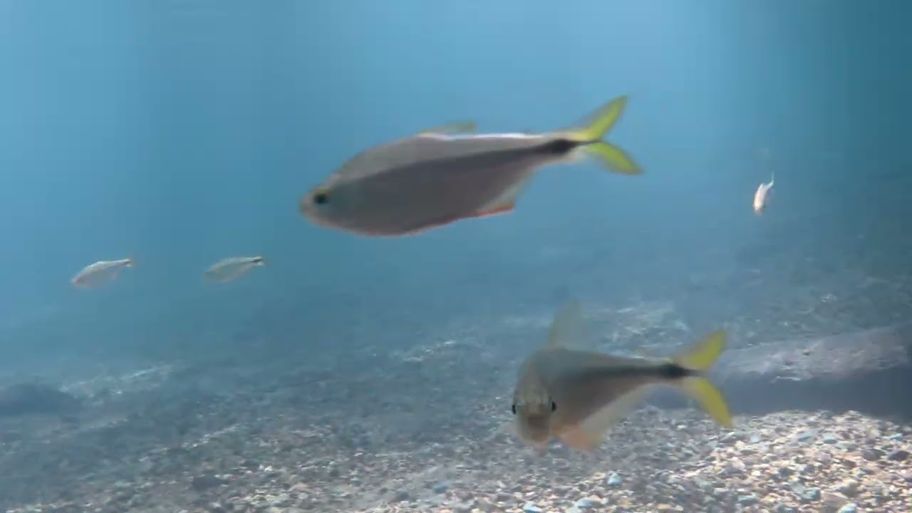 Fish in the Blue Hole