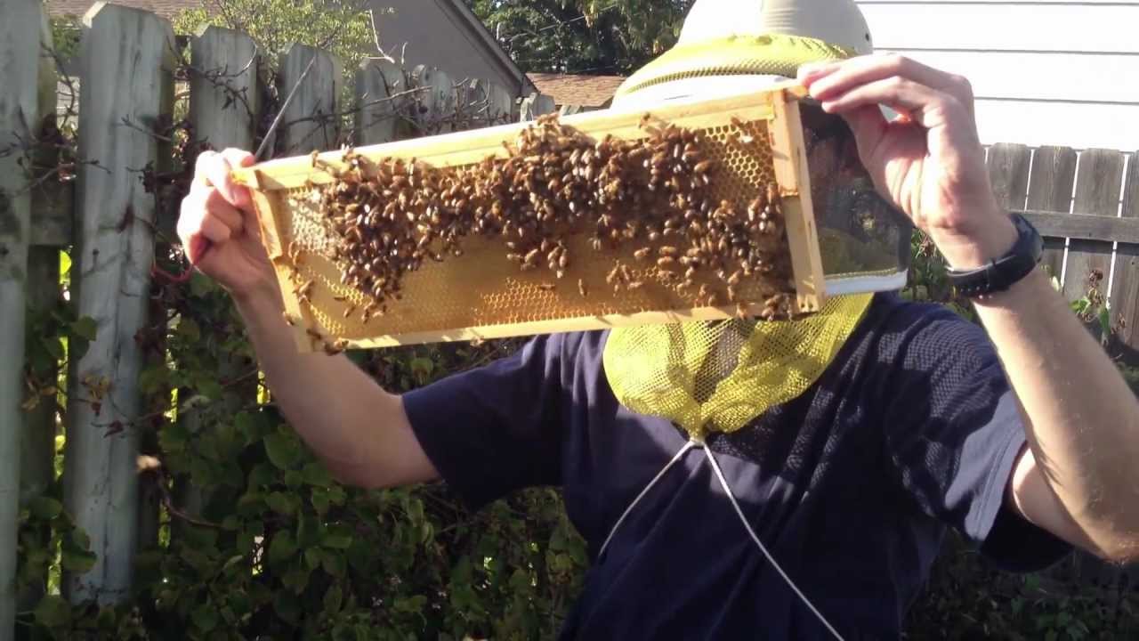 First Time Beekeepers :  Day 147 : Varroa, Honey, Hop Guard and a Big Mistake