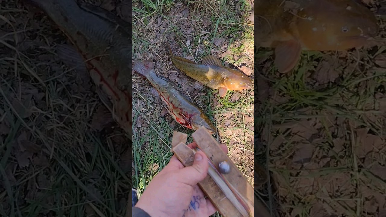 PESCA de 2 Hermosos Bagres sapo o laguneros #fish #pescaurbana #catfish