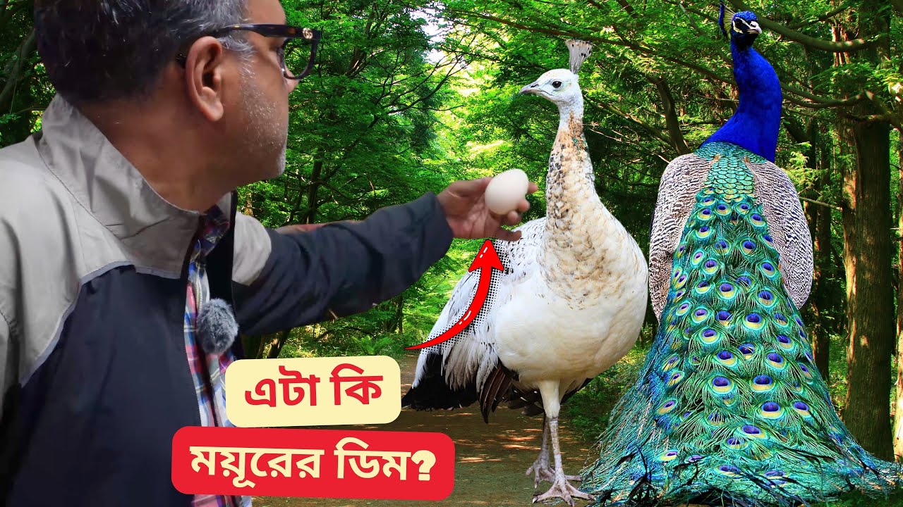 আমার ময়ূরী ডিম পাড়া শুরু করেছে! 🦚🥚| Full Aviary Tour & Exotic Birds