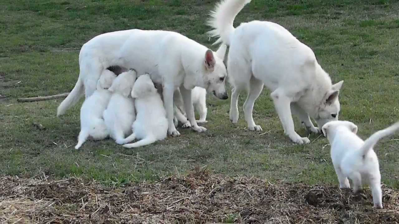 Cuccioli di PASTORE SVIZZERO BIANCO!!!