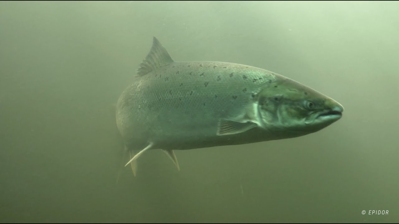 Migration - Episode 1. Les barrages du Bergeracois