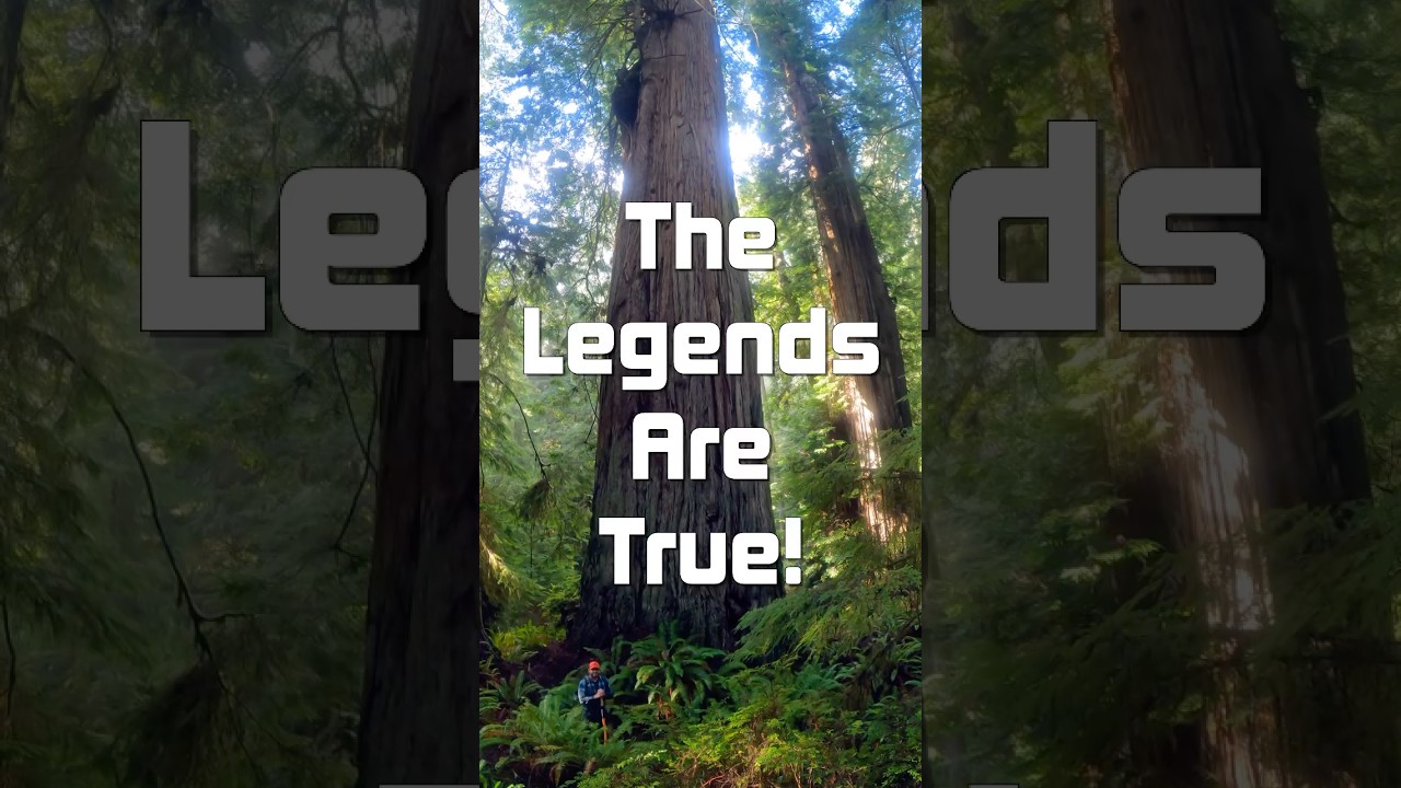 Didnt believe the stories about giant redwood trees before you will now!  #redwoods #giantsequoia