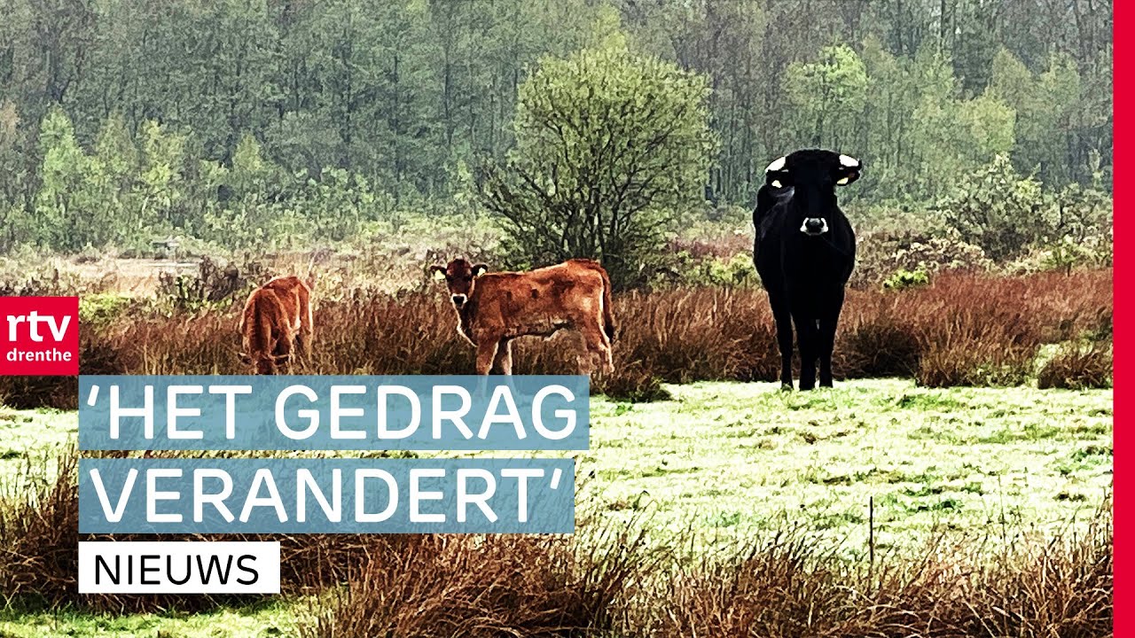 Wolven hebben invloed op grote grazers & oefenen beachkorfbal | Drenthe Nu