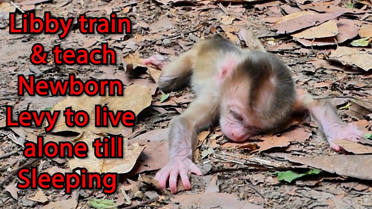 Wildlife Education: How Mom Libby Teaches Baby Levy Independence and Sleeping Alone