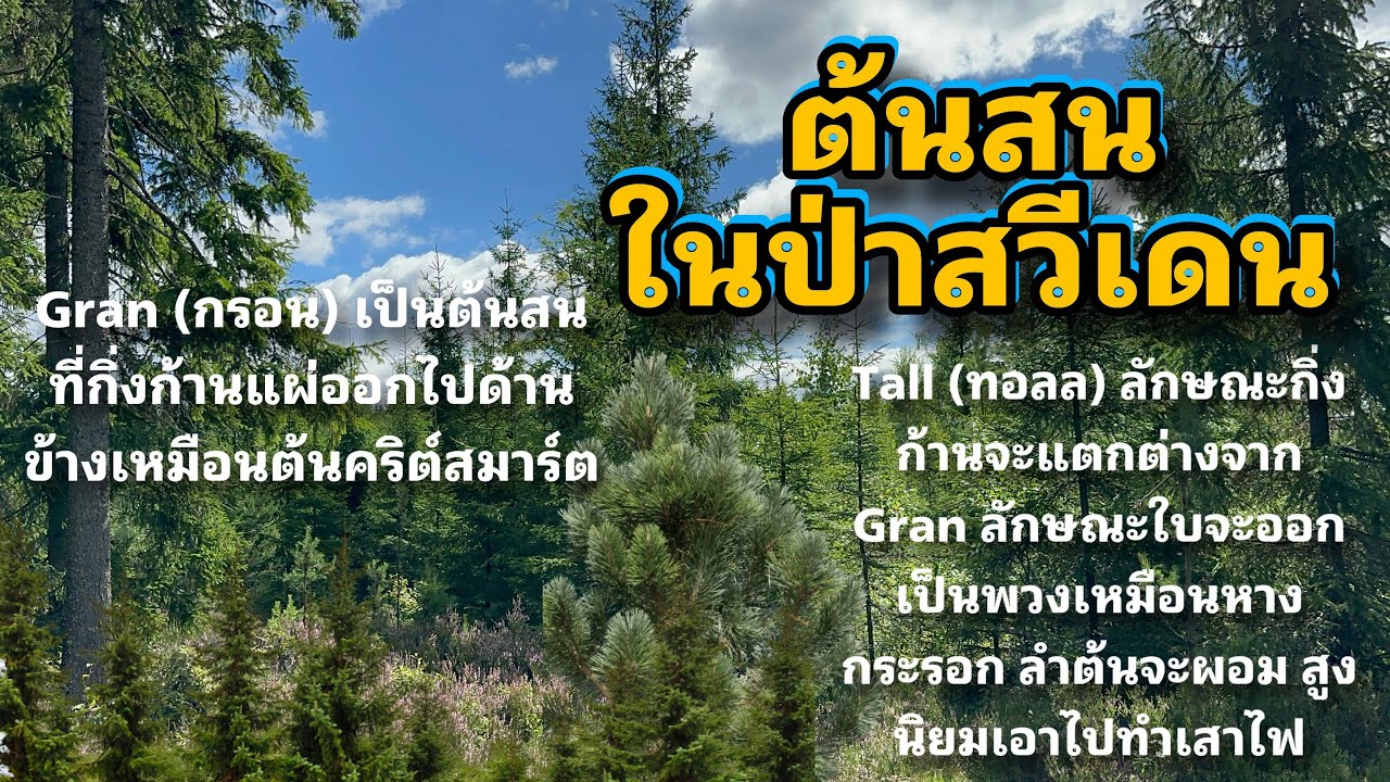 ไม้เศรษฐกิจของสวีเดน ต้นสนในป่าเห็ดมีกี่สายพันธุ์ อะไรบ้าง เล่าเรื่องต้นไม้ในป่า ตอนที่1