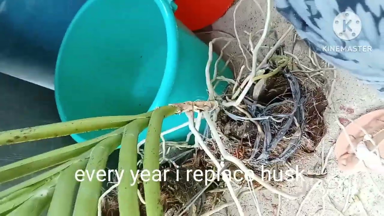 REPLACEMENT OF COCONUT HUSK IN VANDA ORCHIDS