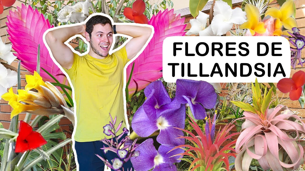 TOP flores de tillandsia 🌺🌼🌻🌹🌷 (otra vez😁)
