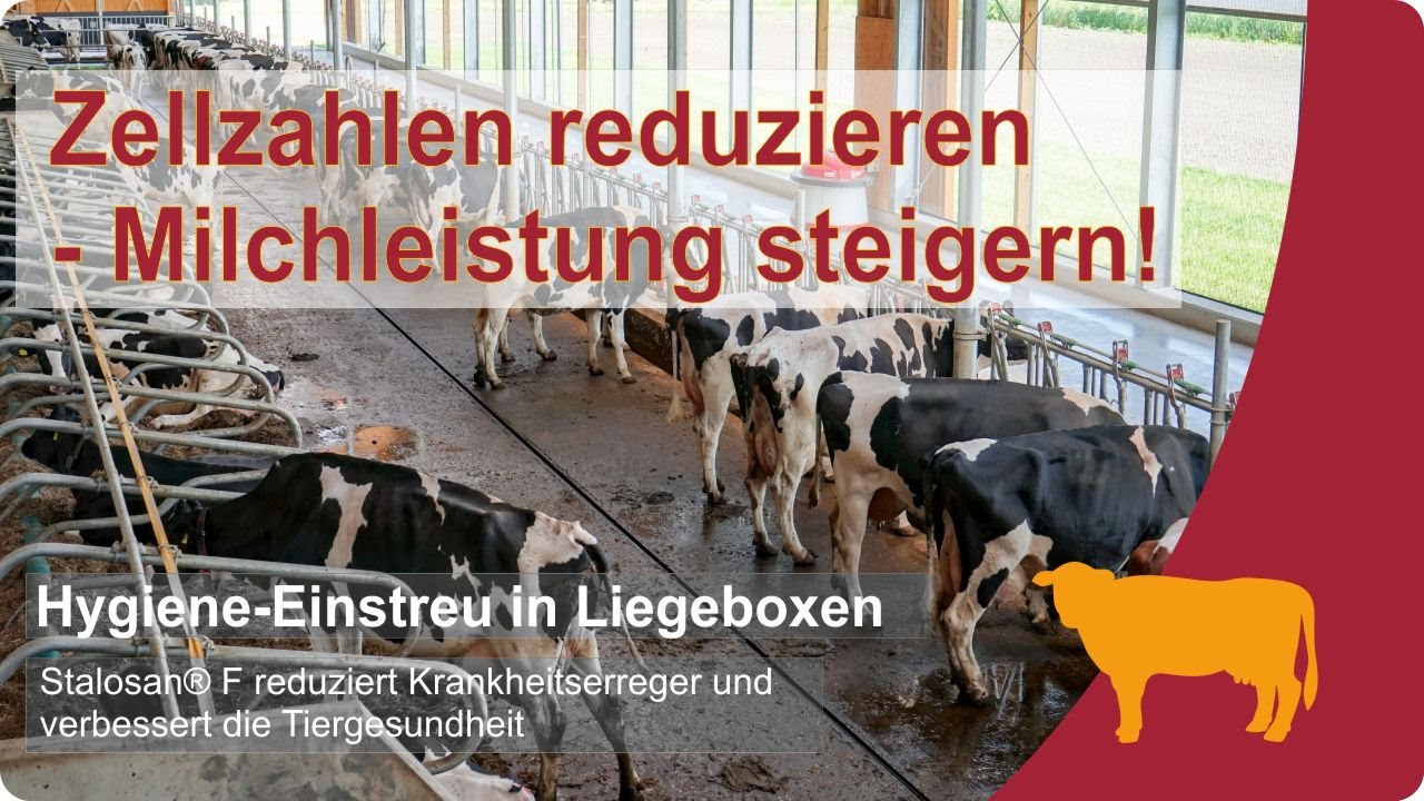 🐄Zellzahlen reduzieren - so einfach klappt es bei Milchkühen mit Stalosan®F ✔ - VILOFOSS