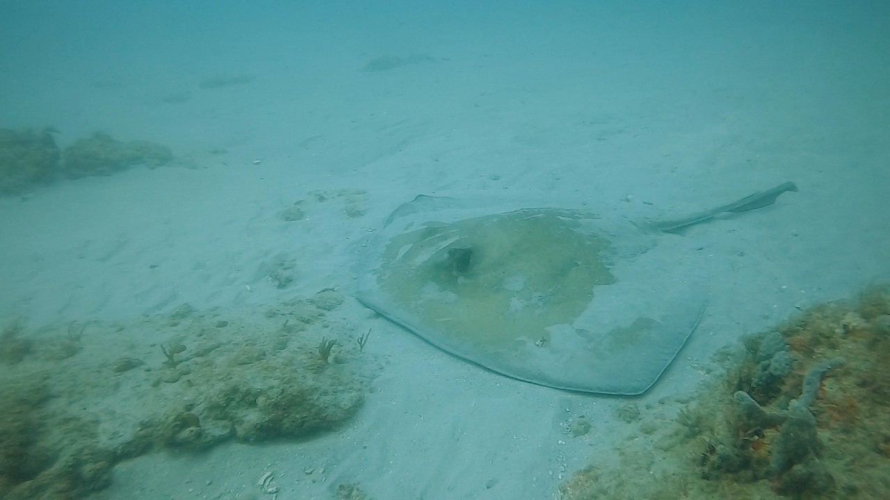 Jupiter Florida, February 21, 2026. Dive 3 - High Ledge