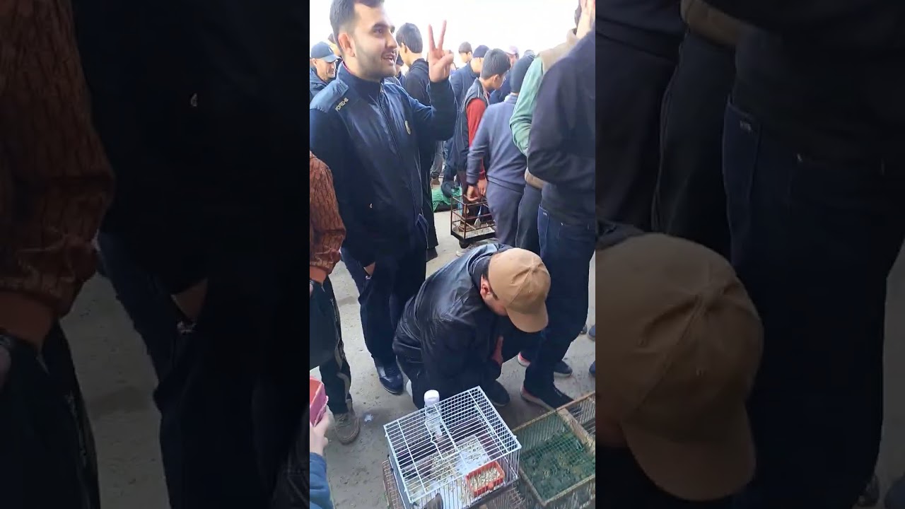 Птичий рынок в Душанбе в Ленинском районе