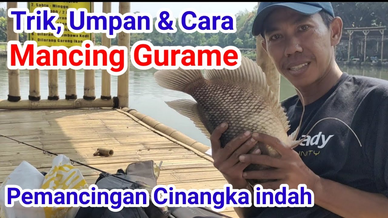 Cara Trik Mancing Gurame | Umpan & Rangkaian Kail Paling Jitu