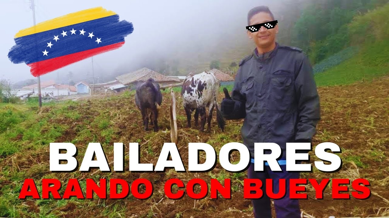 Así labran con BUEYES en Bailadores Mérida Venezuela
