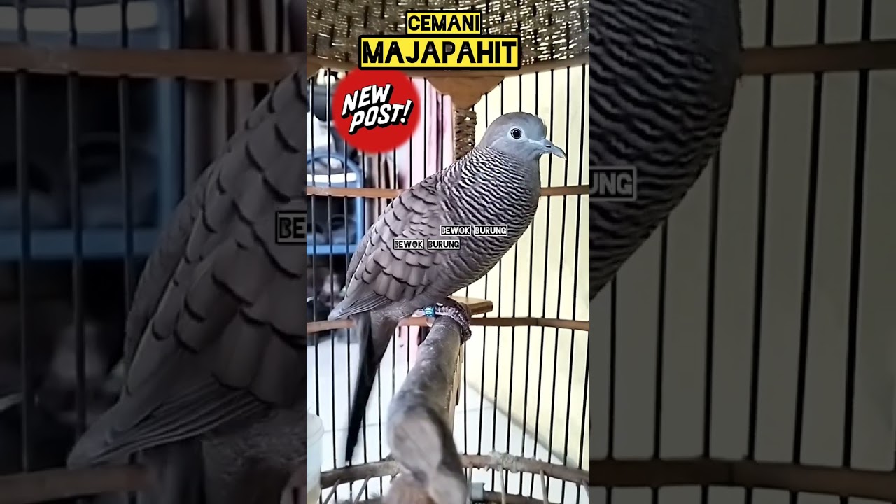 Perkutut Cemani Majapahit Gacor Suara Besar