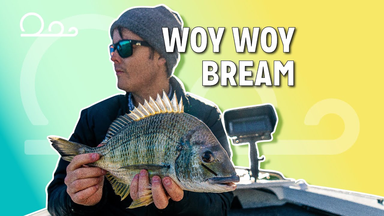 YELLOWFIN BREAM - Fishing Windy, Weedy Woy Woy