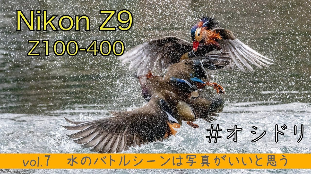 【NikonZ9　Z100-400】vol.7水のバトルは写真がいいと思う ＃オシドリ　＃鴛鴦　＃mandarinduck　＃野鳥