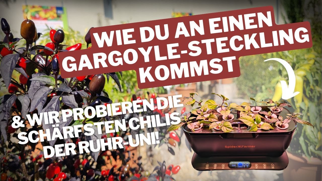 Gargoyle zu verschenken und wir besuchen die Chili Ausstellung der RUB 2025