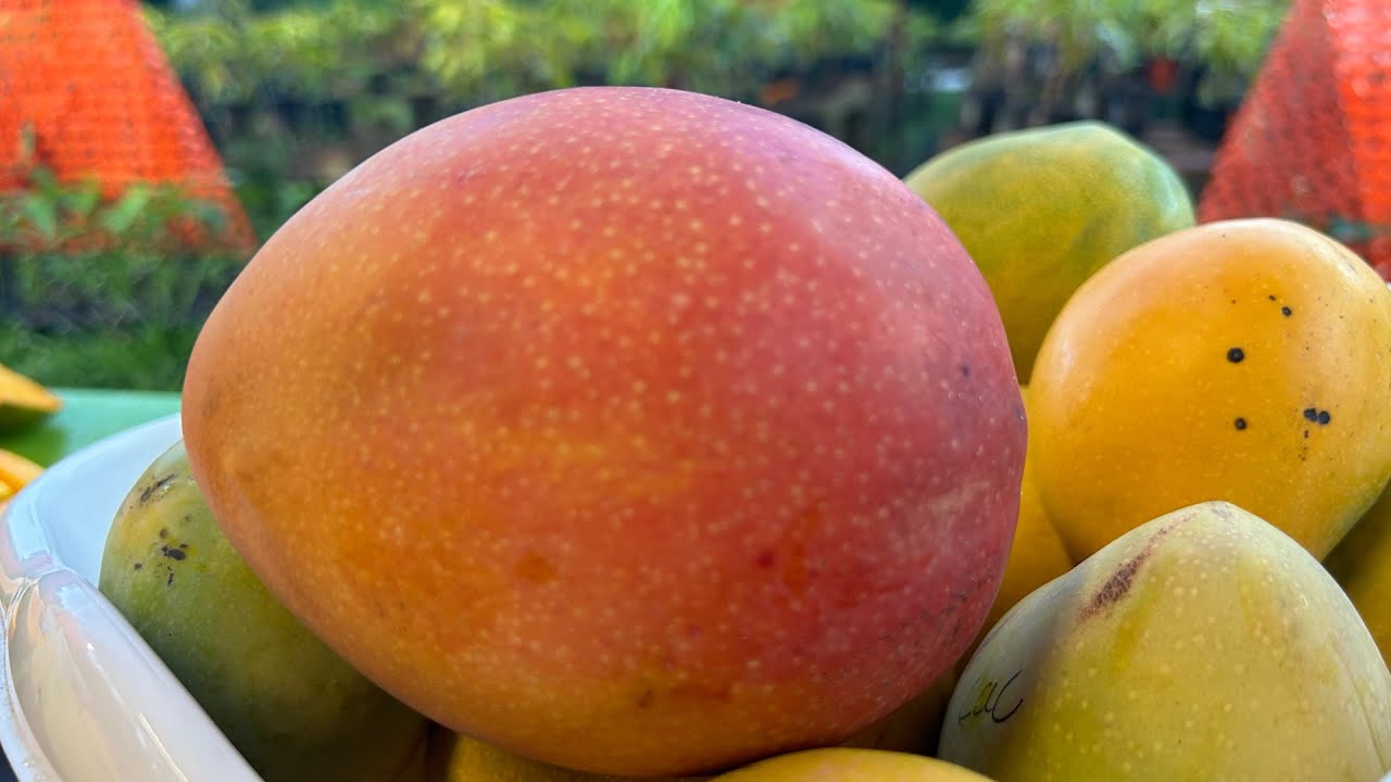 Florida Mango Festival this weekend in West Palm Beach