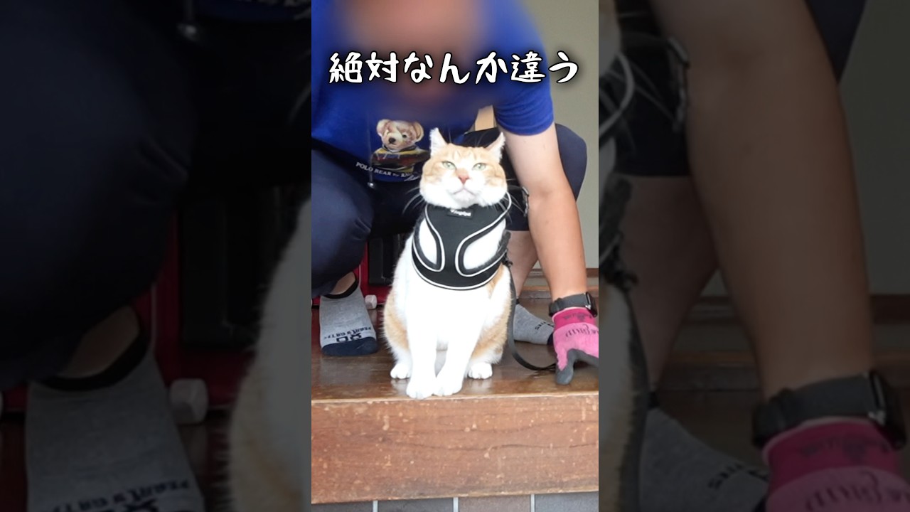 不器用な主に呆れ顔の猫#元野良猫チャチャ #猫武将 #猫 #ねこ #ネコ #cat