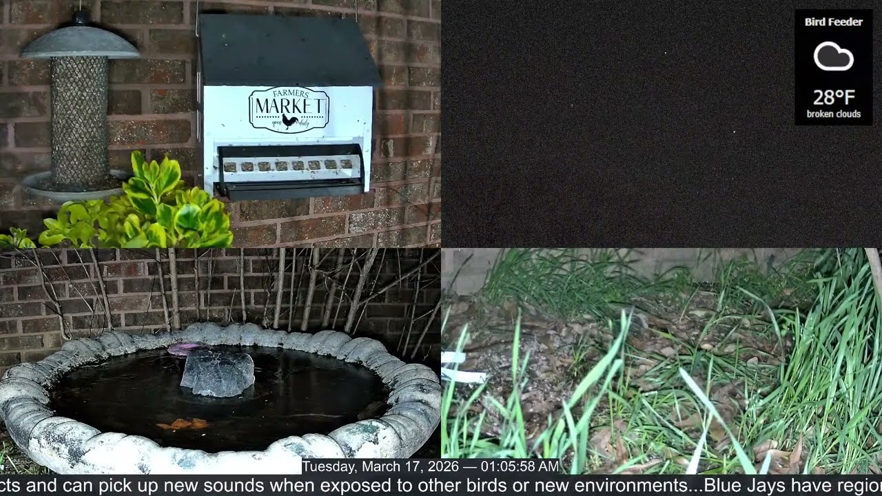 LIVE Bird Feeder Cam | Flock Around the Clock 🐦 | 3/17/2026