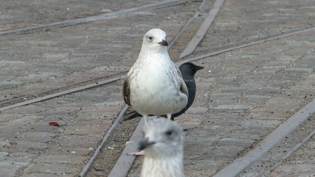 Calls of a 1CY Caspian Gull (L. cachinnans), Stockholm 10 Dec. 2018.