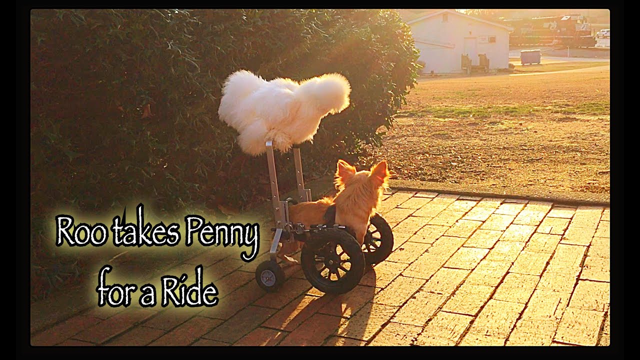 Two Legged Chihuahua Roo Takes Best Friend Penny Chicken For A Ride On His Wheelchair