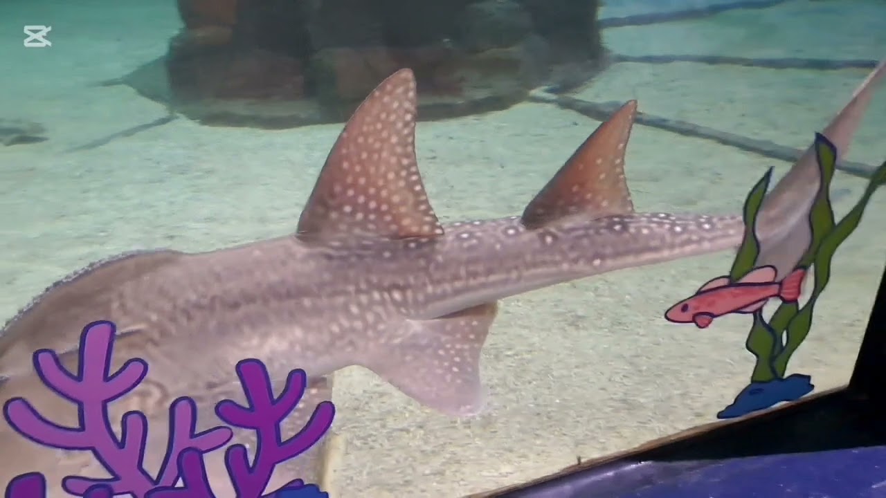 Shark Mystique EP1(ocean park hk) 