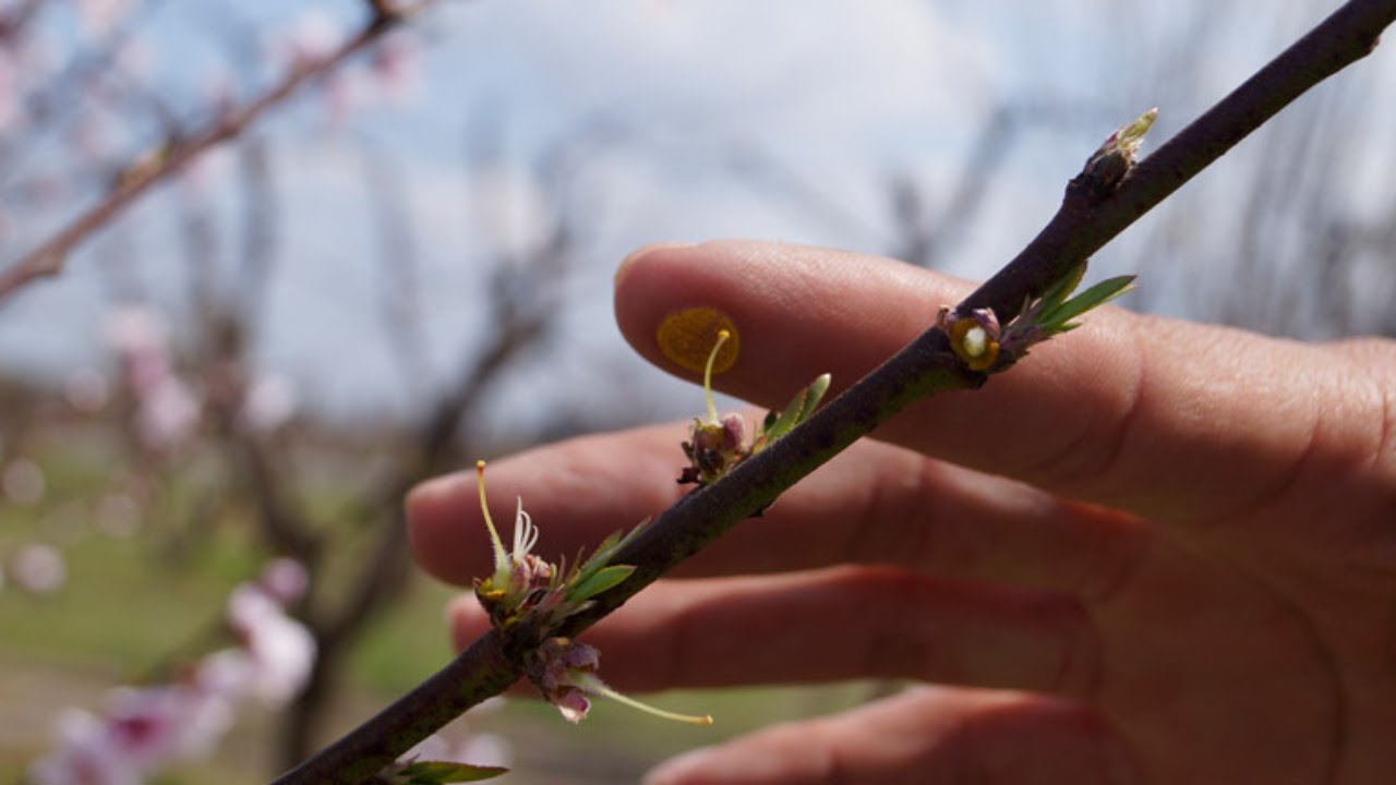 Cruzamientos dirigidos en Prunus - Programas de mejoramiento genético