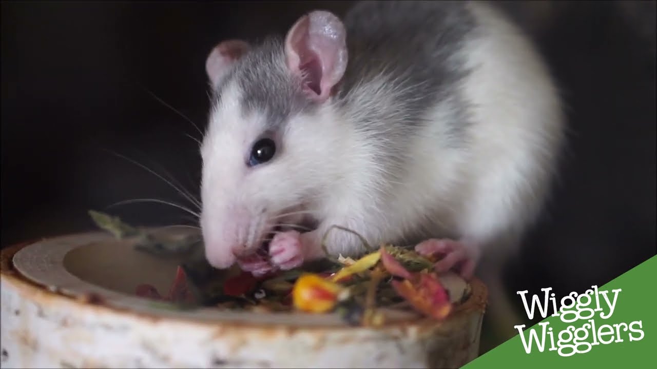 How to feed your garden birds without attracting rats
