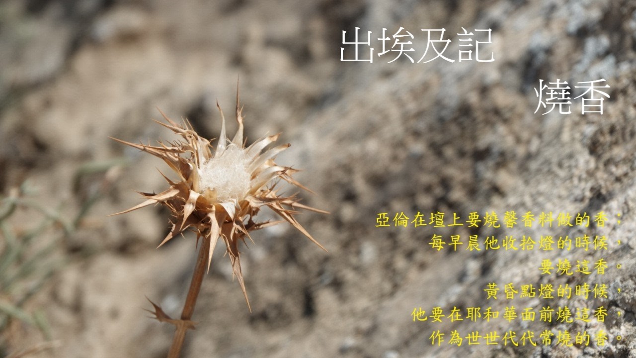 靈修:出埃及記-燒香 20260217