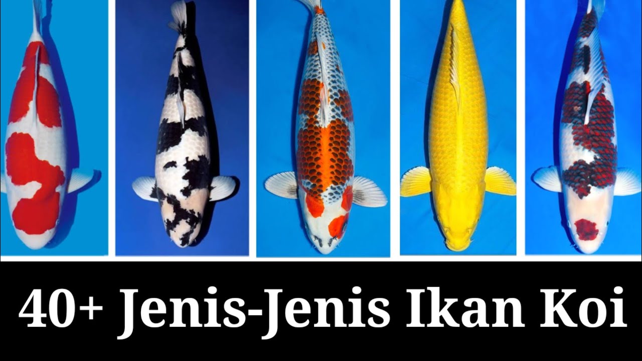 Jenis-jenis Ikan Koi Terlengkap