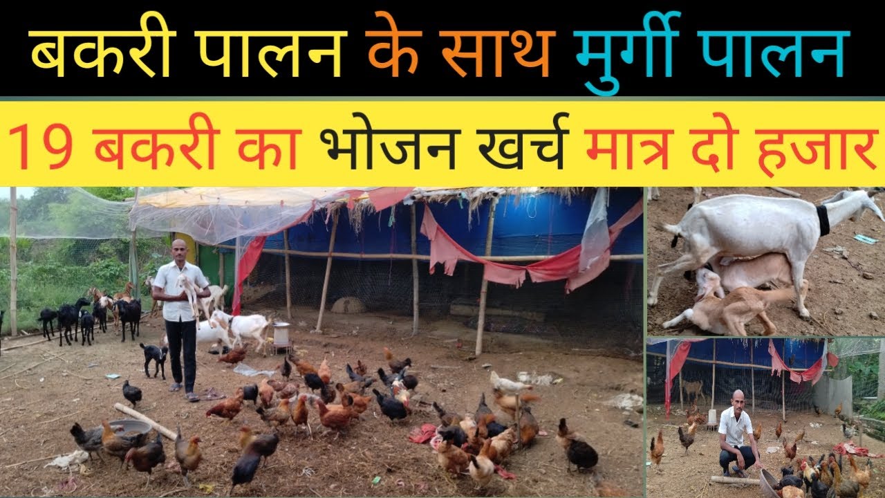 बकरी पालन के साथ मुर्गी पालन, 19 बकरियों का भोजन खर्च मात्र दो हज़ार रुपया | Goat farming