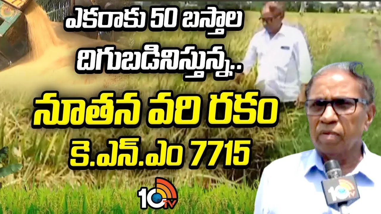 New Rice Variety KNM 7715 | ఎకరాకు 50 బస్తాల దిగుబడినిస్తున్న..నూతన వరి రకం కె.ఎన్.ఎం 7715 | 10TV