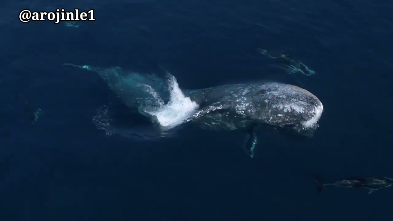 Ẹja Abuubutan (Blue Whale) 🐋