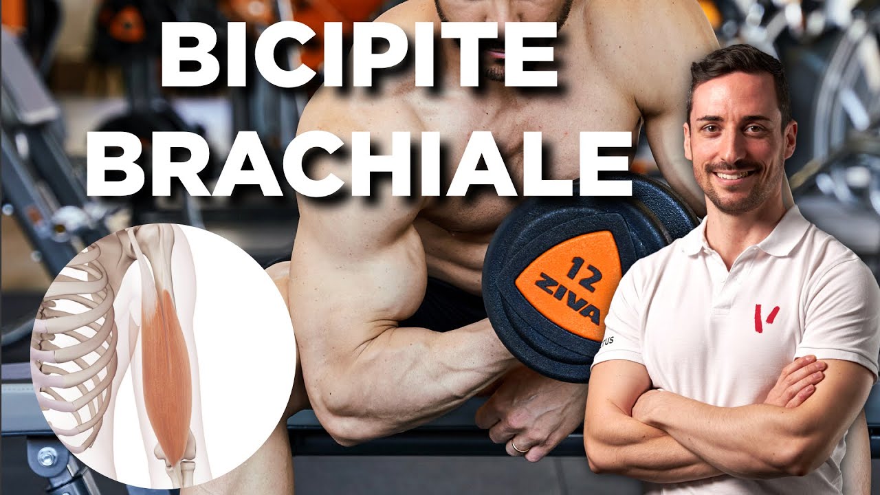 Bicipite: anatomia ed esercizi