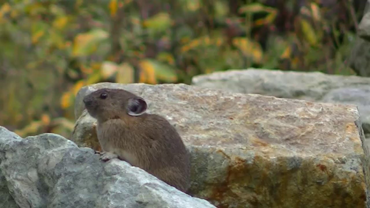 American Pika calls and vocalizations in Whistler