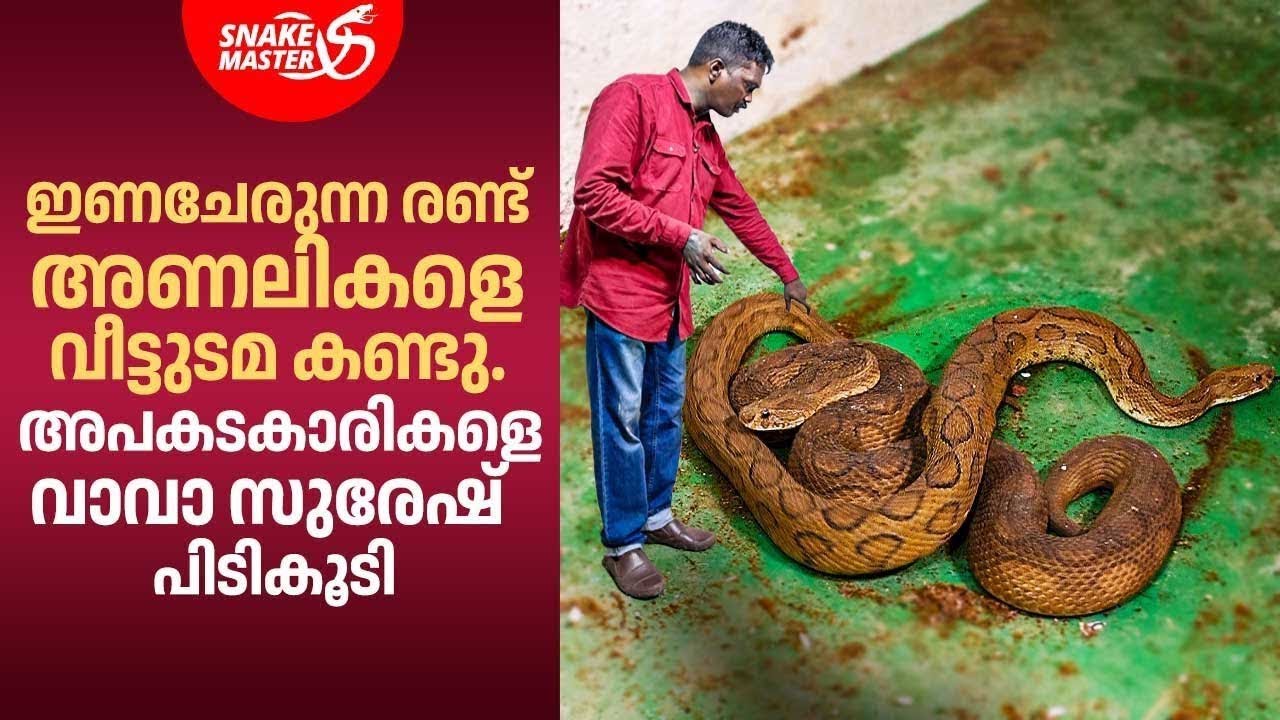EP 02 | Первые гадюки, спаривающиеся в этом году | Вава Суреш | Snakemaster