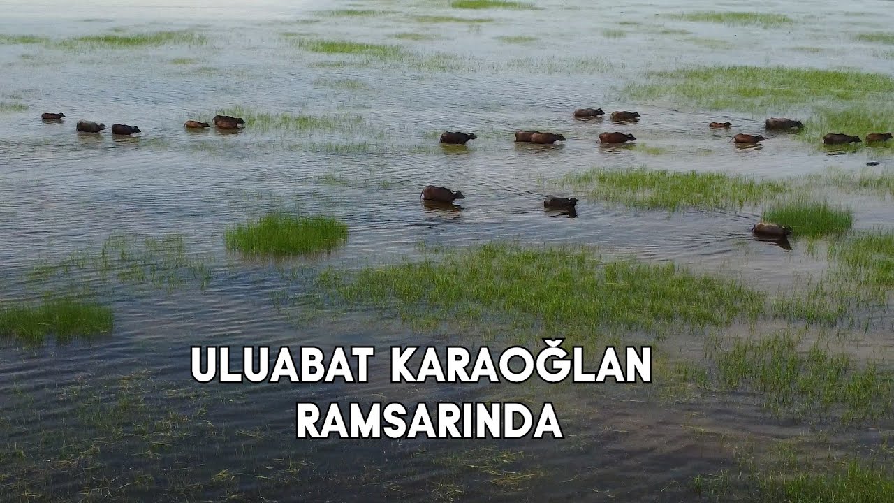 ULUABAT KARAOĞLAN RAMSARINDA