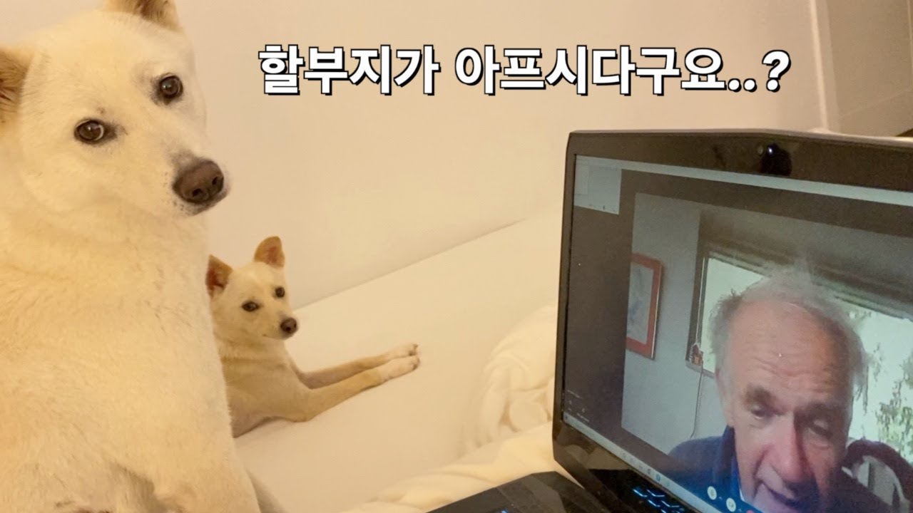 손녀랑 강아지들 보러 한국오시겠다는 네덜란드할아버지 (비지니스뱅기표 받으신 반응) | 진돗개가족vlog