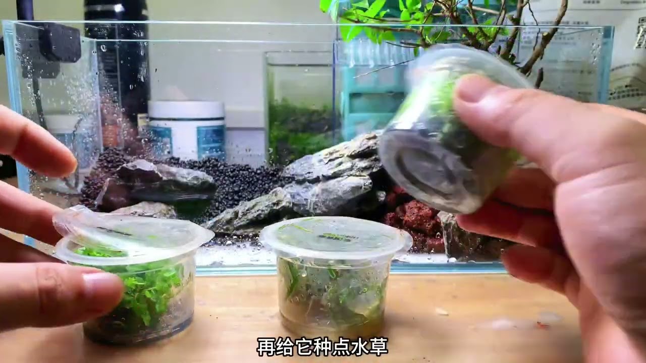 溪流水草缸
