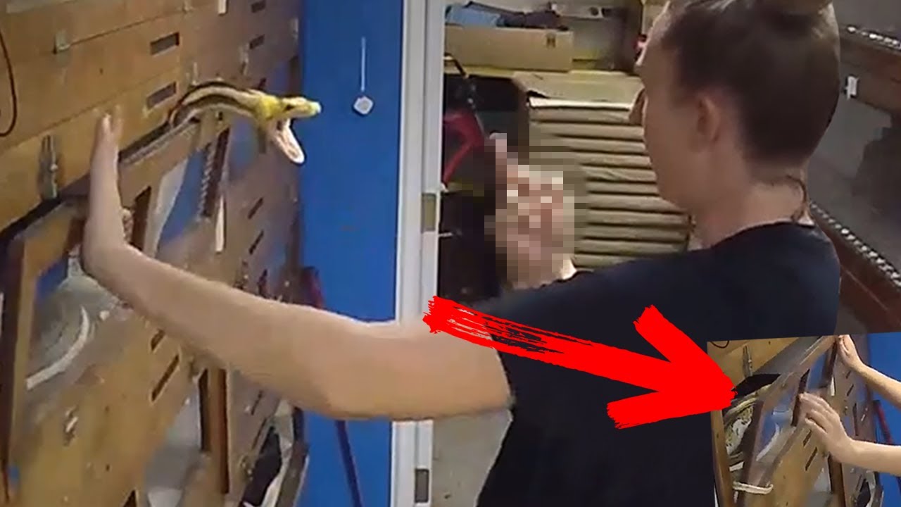 Giant Snake Bites Woman's Face - Explained